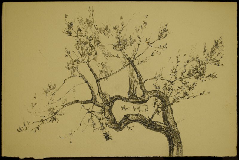 1928 ca. - Ulivo a Sorrento